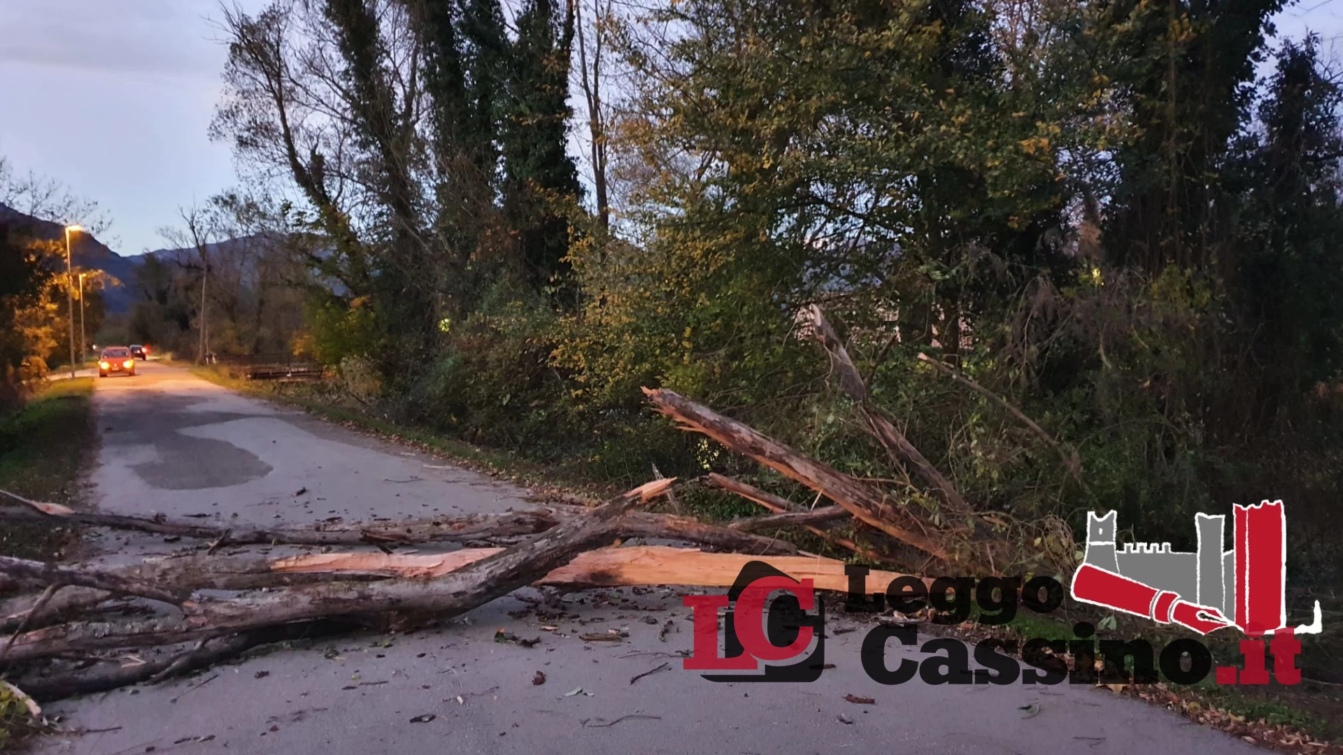 Cassino, un albero cade sulla carreggiata. Tragedia sfiorata