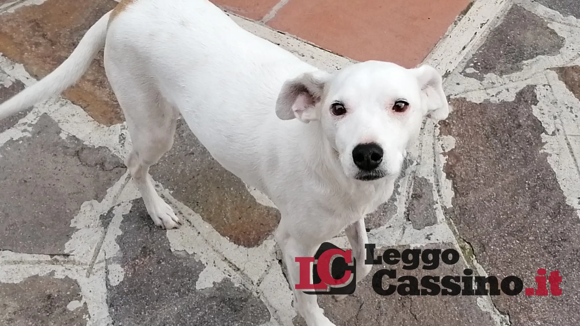 Aquino, microchip gratis a 100 cani