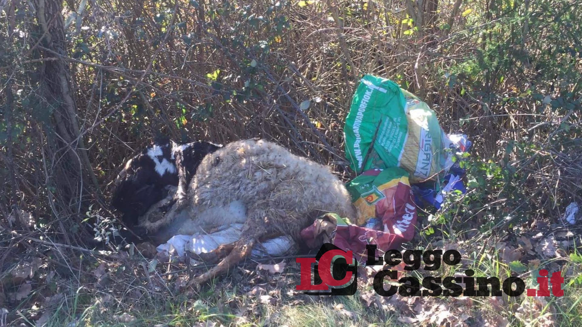 Rifiuti abbandonati e animali  morti: regna il degrado