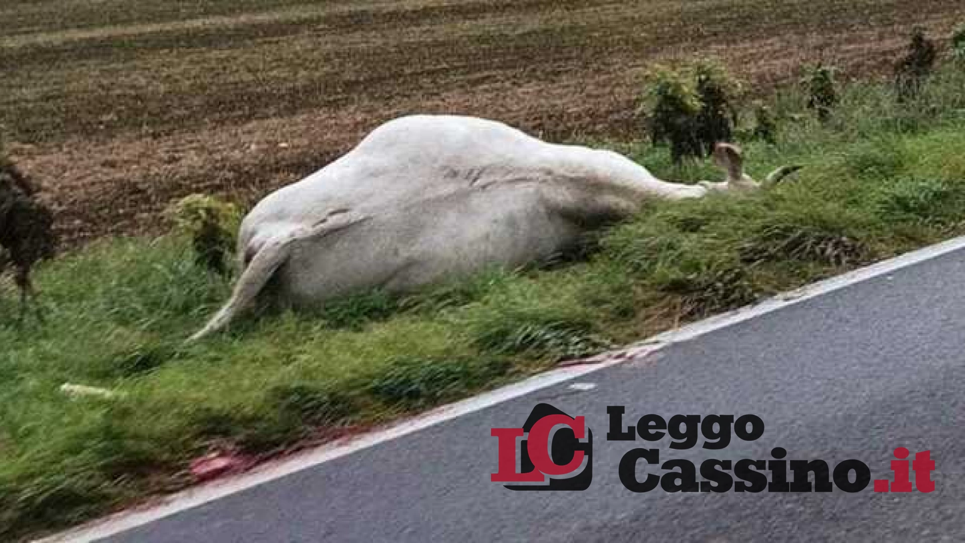 Mucca investita  da un'auto sulla Casilina, un ferito a Villa Santa Lucia
