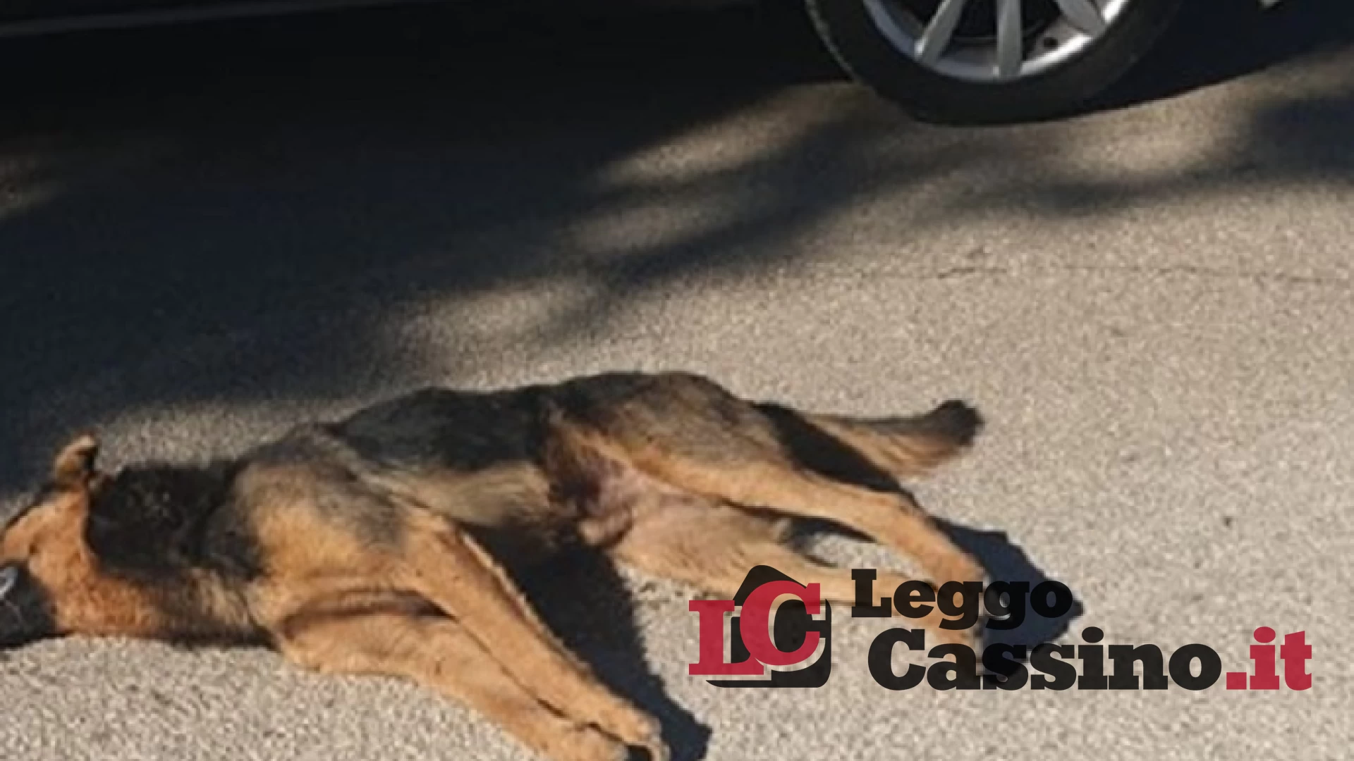 Lungo la superstrada Cassino-Sora trovati due cani morti investiti da un tir