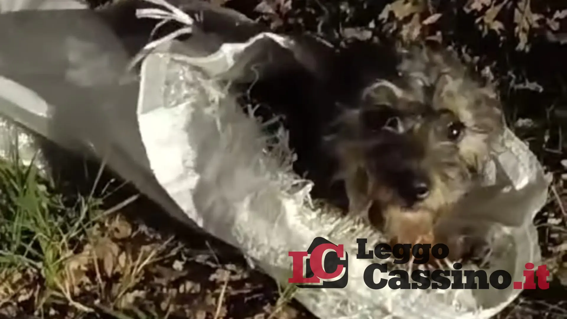Cane chiuso in una busta e gettato per strada: l'orrore a Pontecorvo