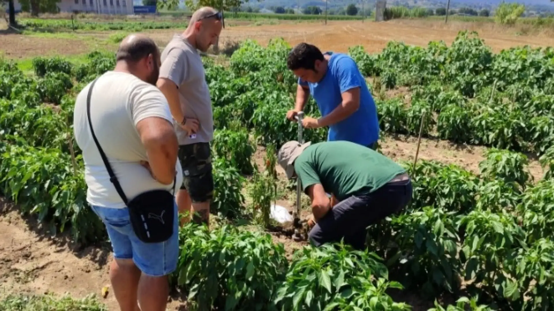 A Pontecorvo il sopralluogo di Arsial e Crea nelle aziende dei produttori di Peperone Dop