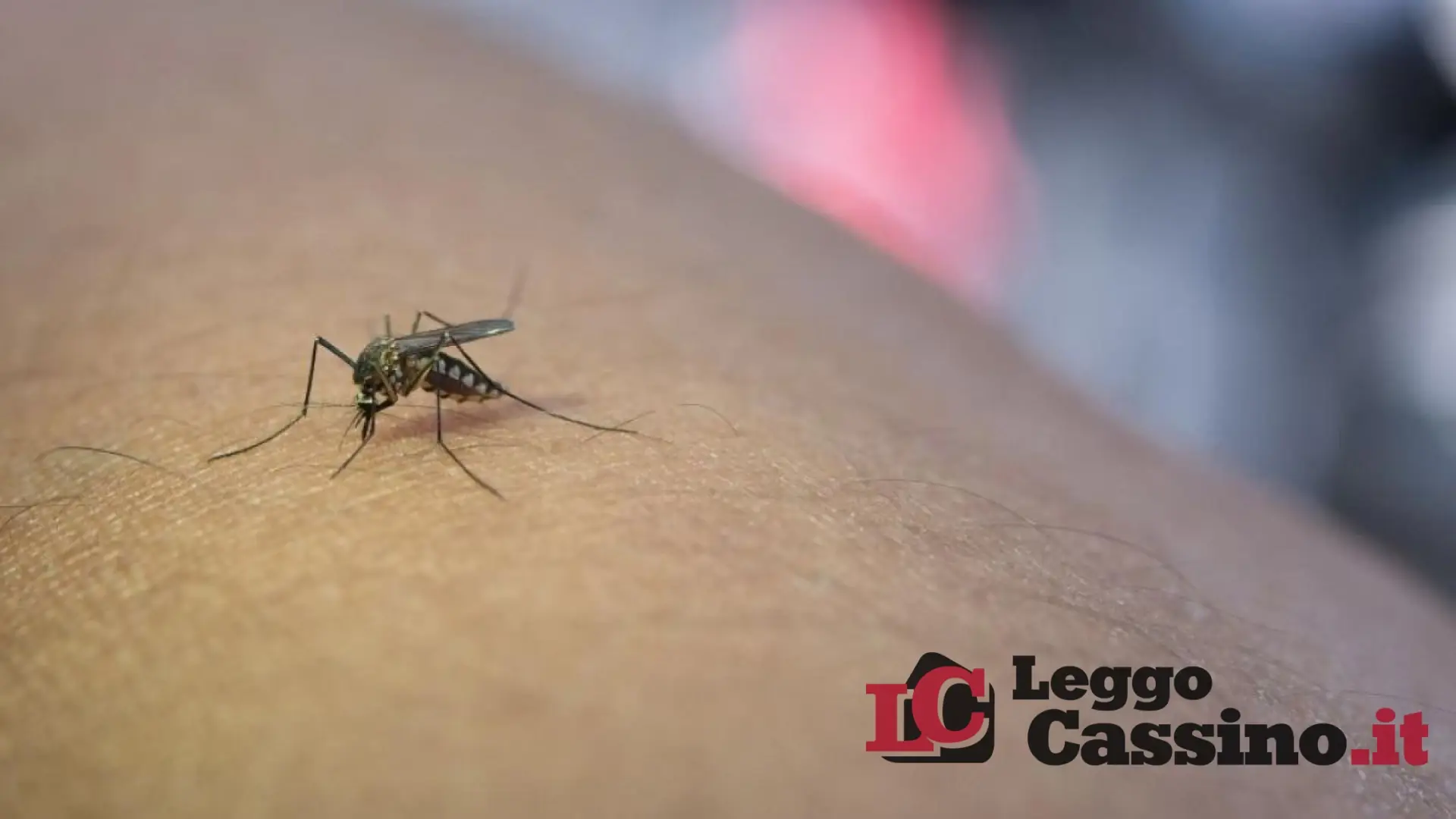 West Nile Virus, due nuovi casi in provincia di Latina: si arriva a nove nel Lazio