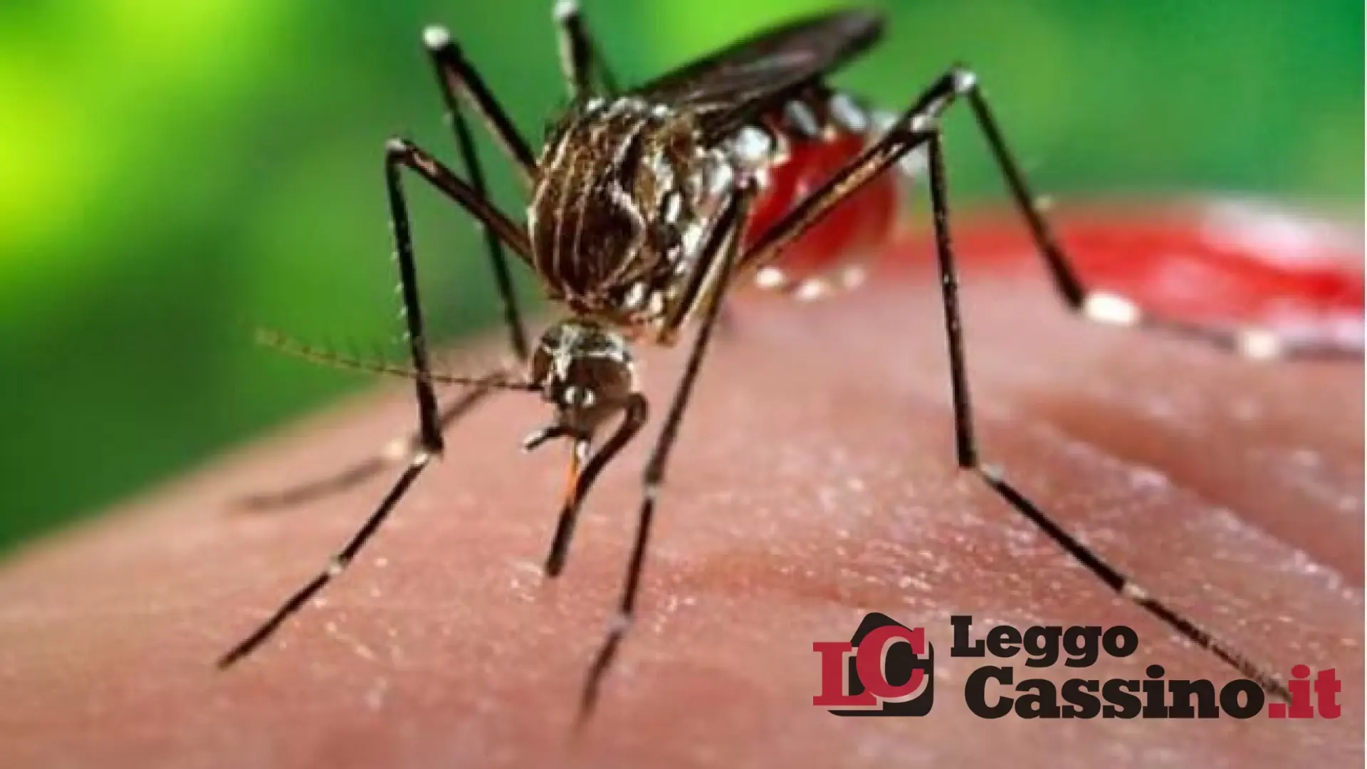 Cassino, West Nile: bene la disinfestazione ma attenzione all'erba alta