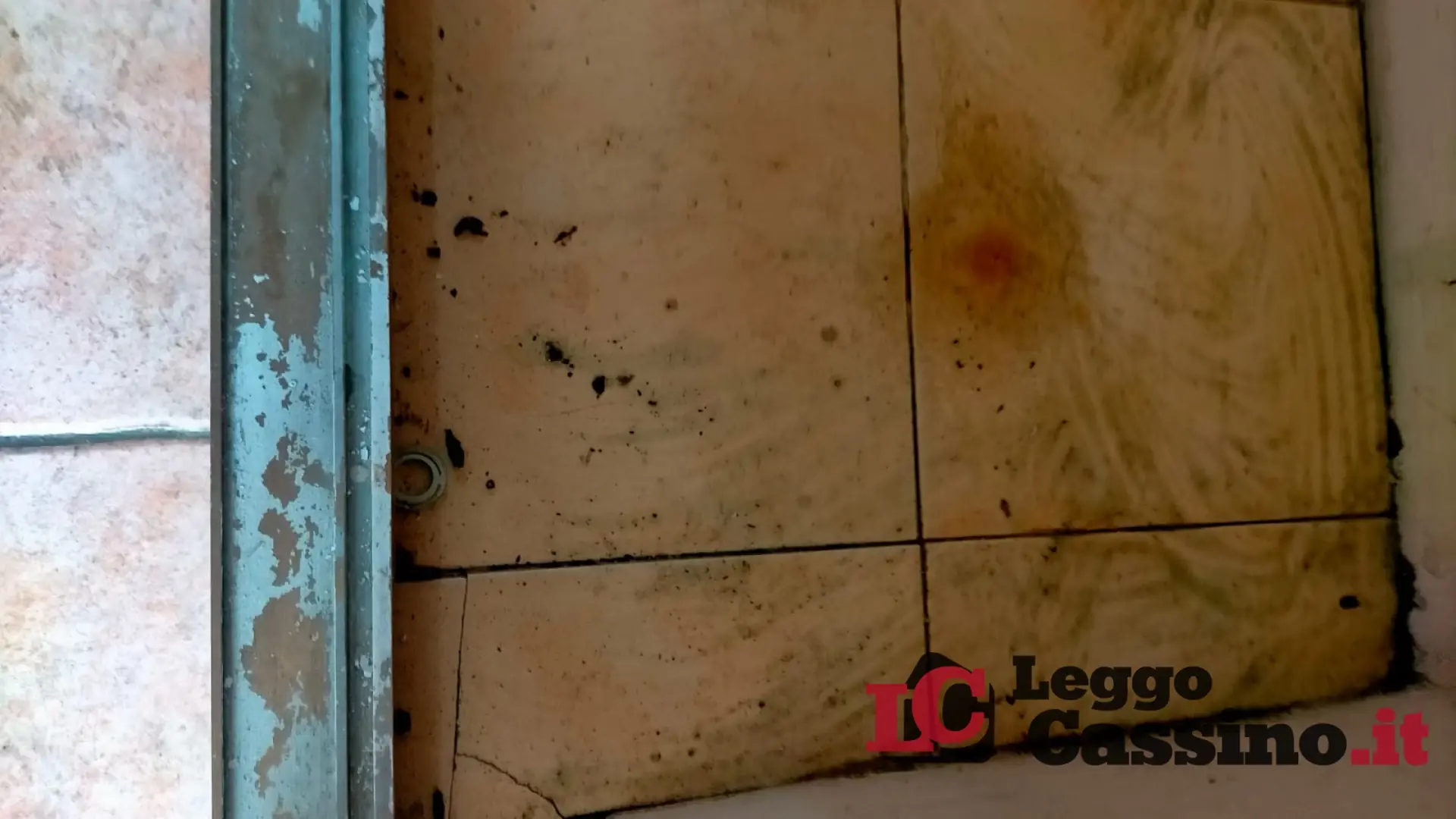 Cassino, allarme topi nel quartiere “Le Residenze”: i cittadini esasperati chiedono una derattizzazione