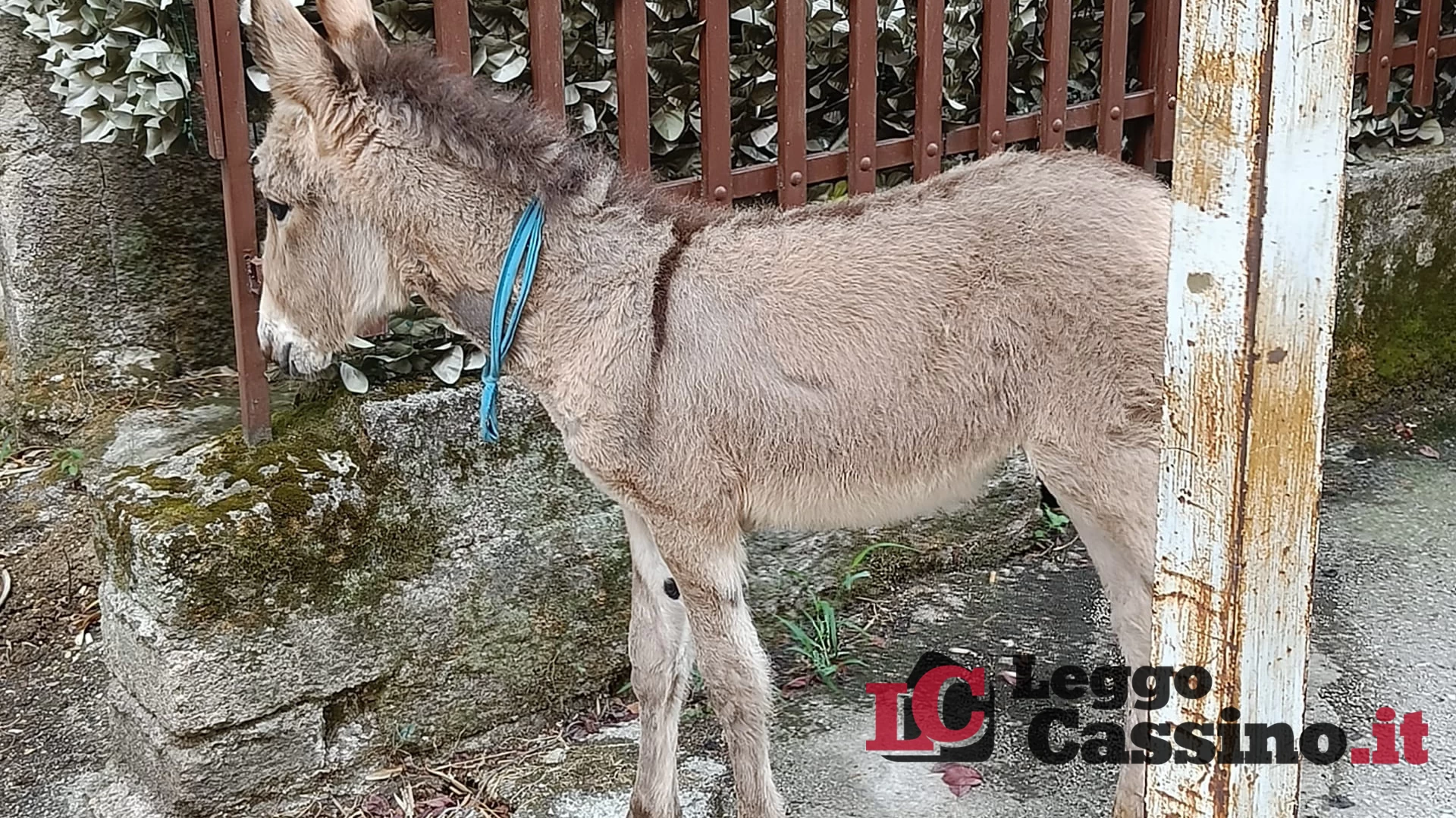 Un asinello a passeggio nel centro di Cassino: la dolcissima missione di Giorgino per un’anziana malata