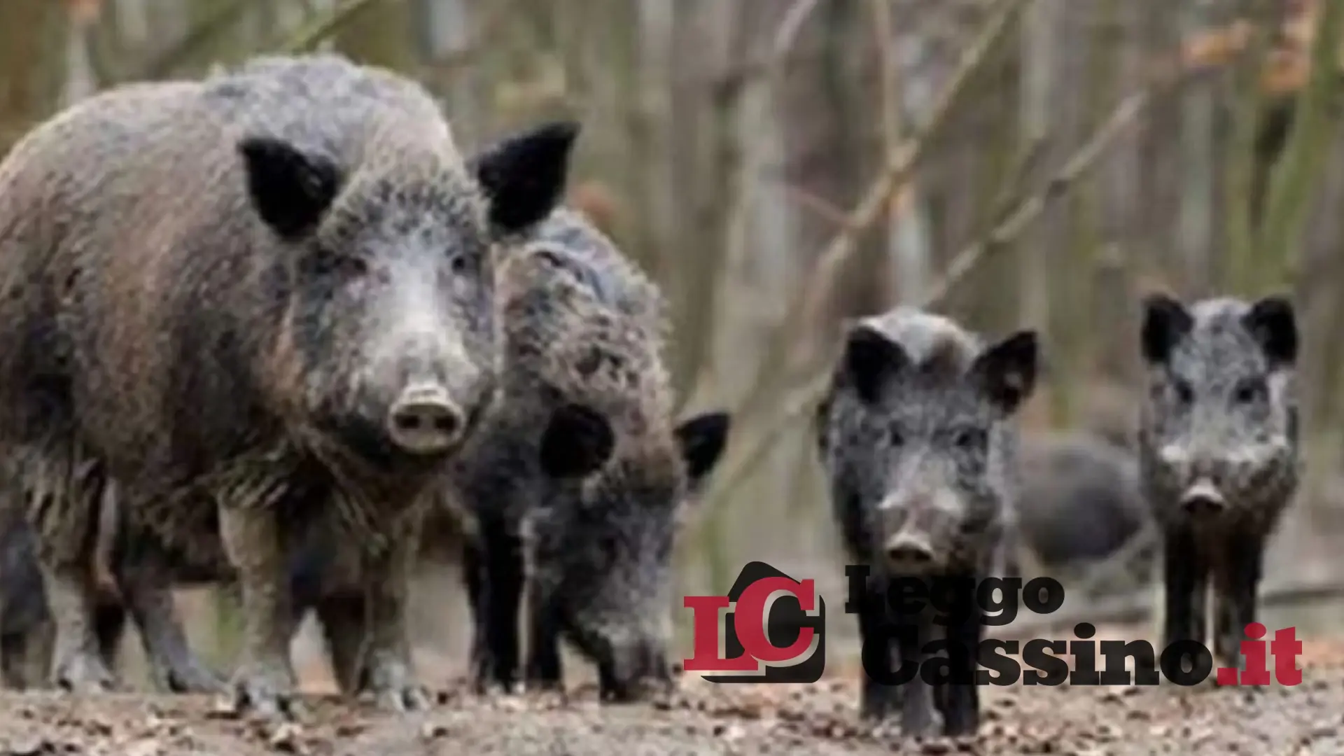 Agricoltori in  piazza con i trattori