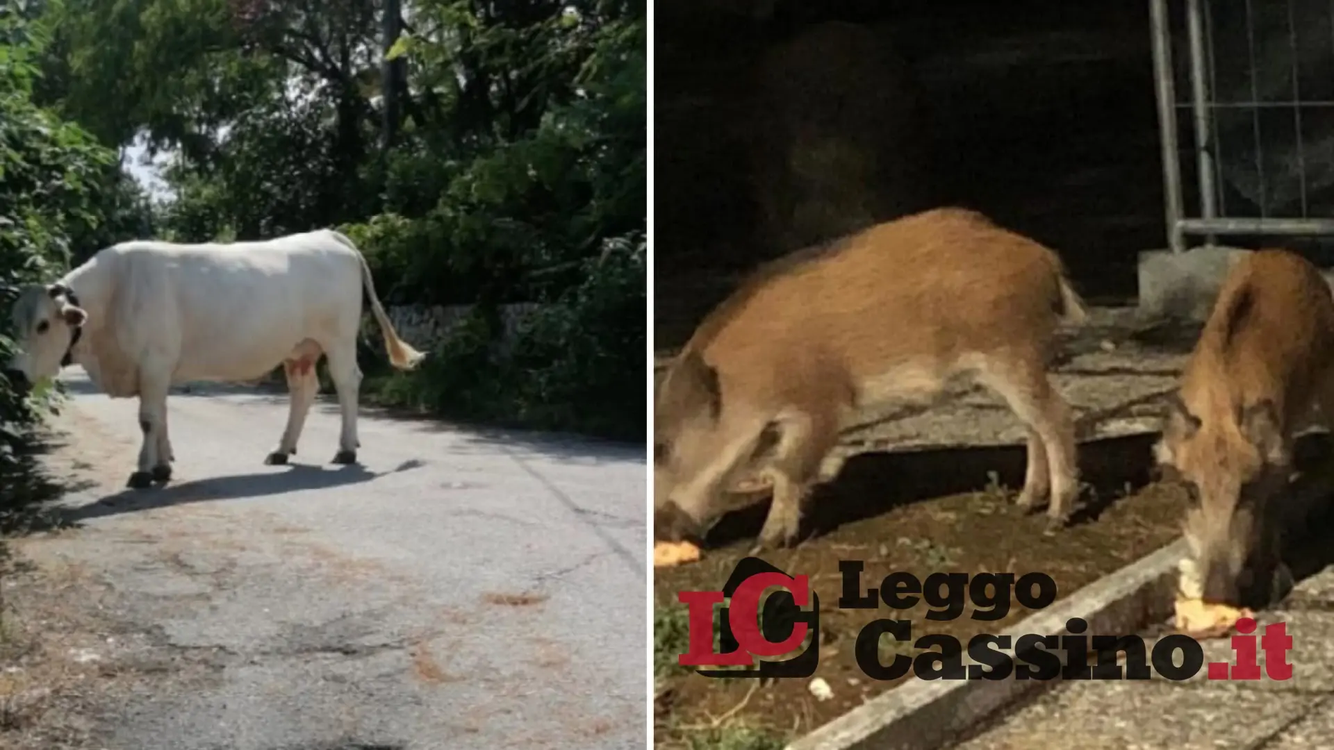 Cassino, cinghiali in centro e mucche al museo