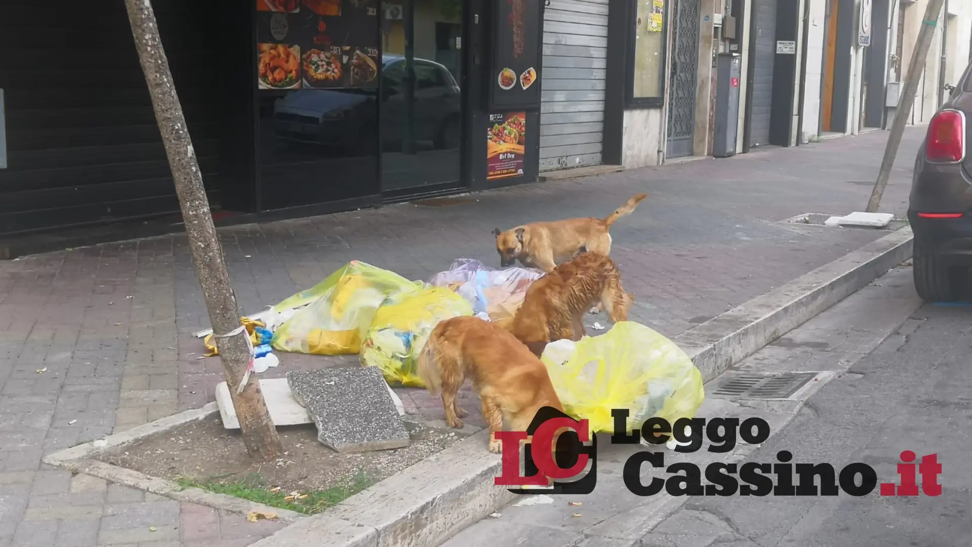 Bimbe "aggredite" da due cani randagi in pieno centro