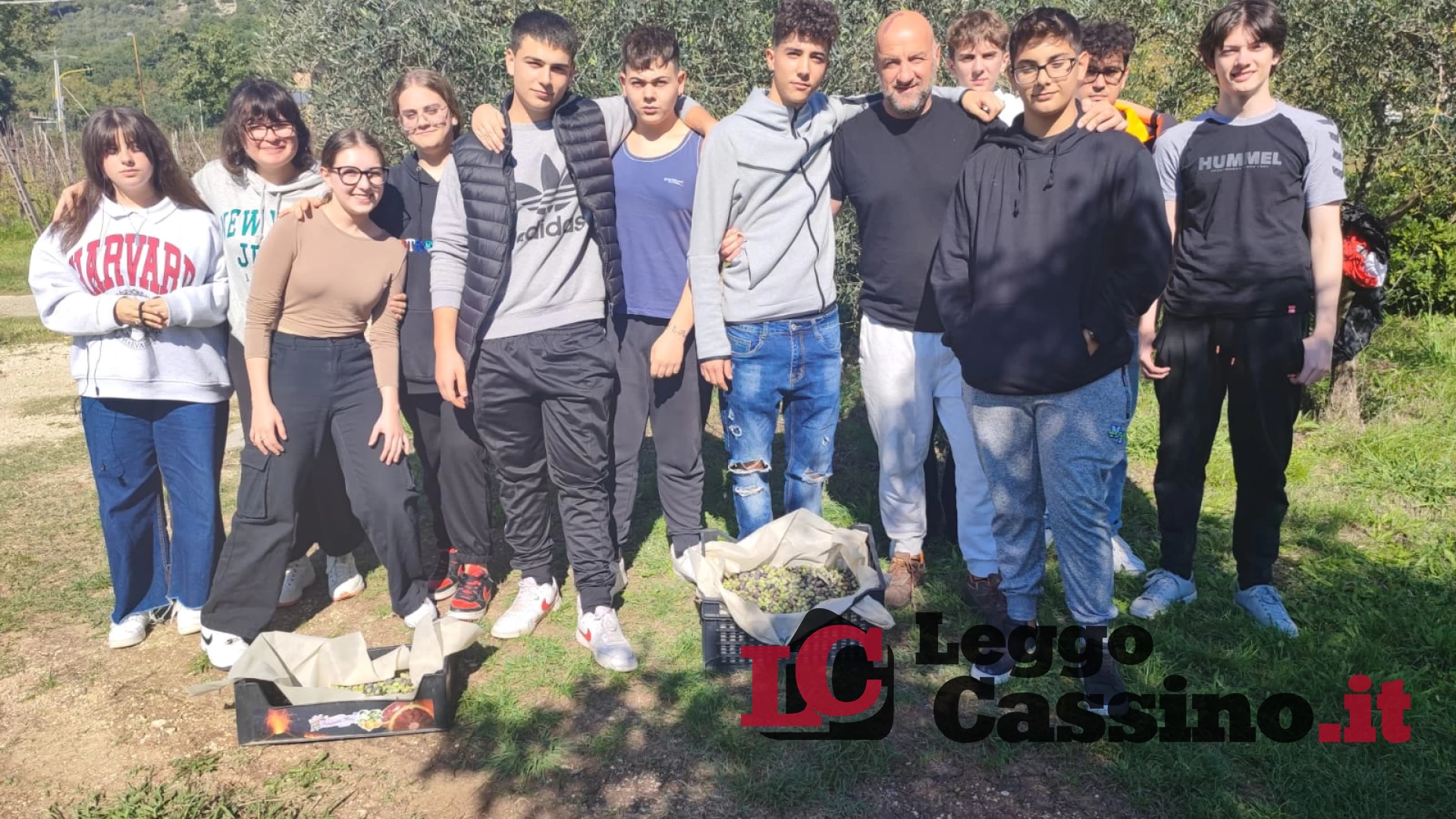 Gli studenti dell'Alberghiero di Cassino raccolgono le olive