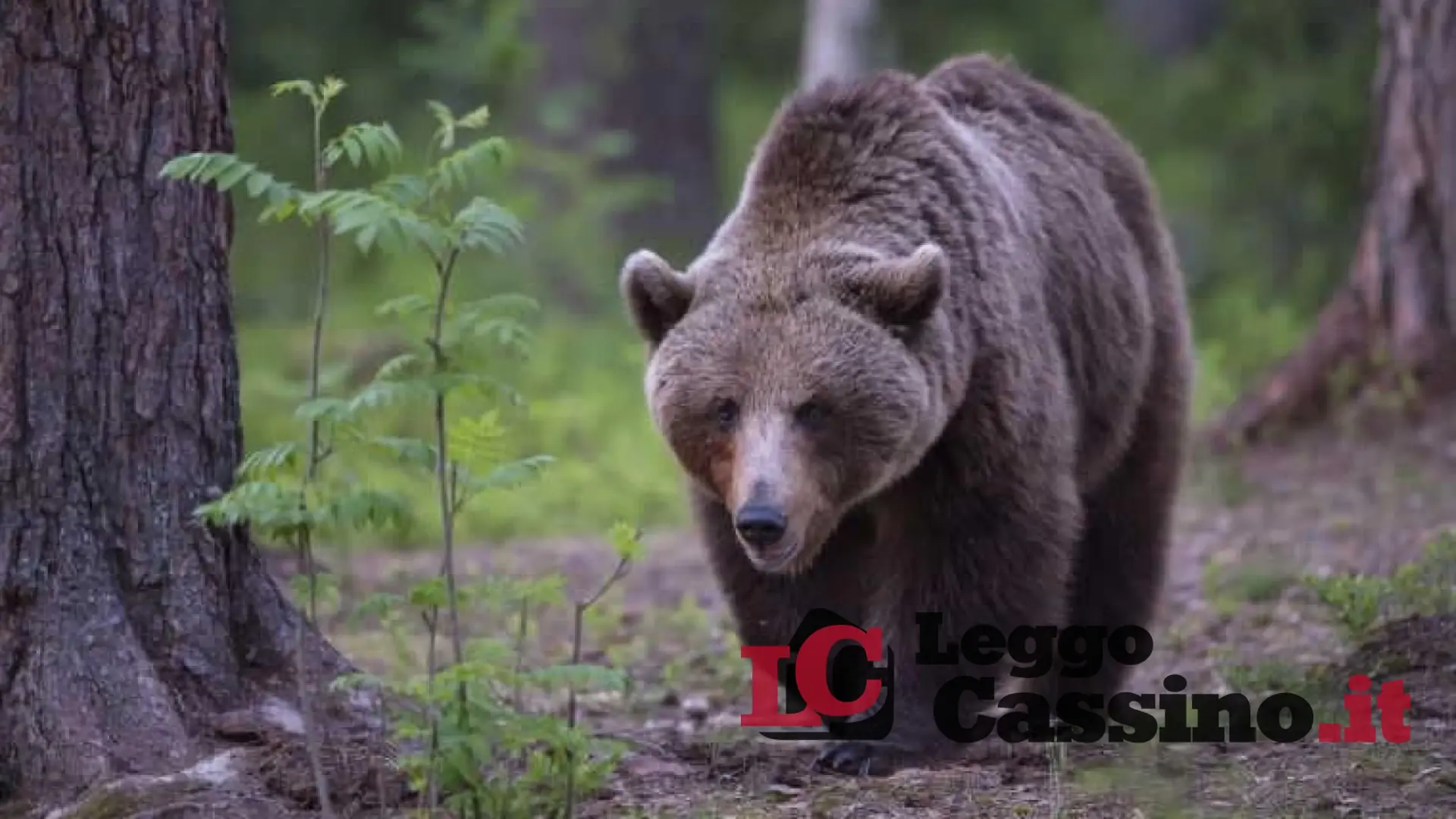 Ausonia, 33enne aggredito da un'orsa. Salvo per miracolo