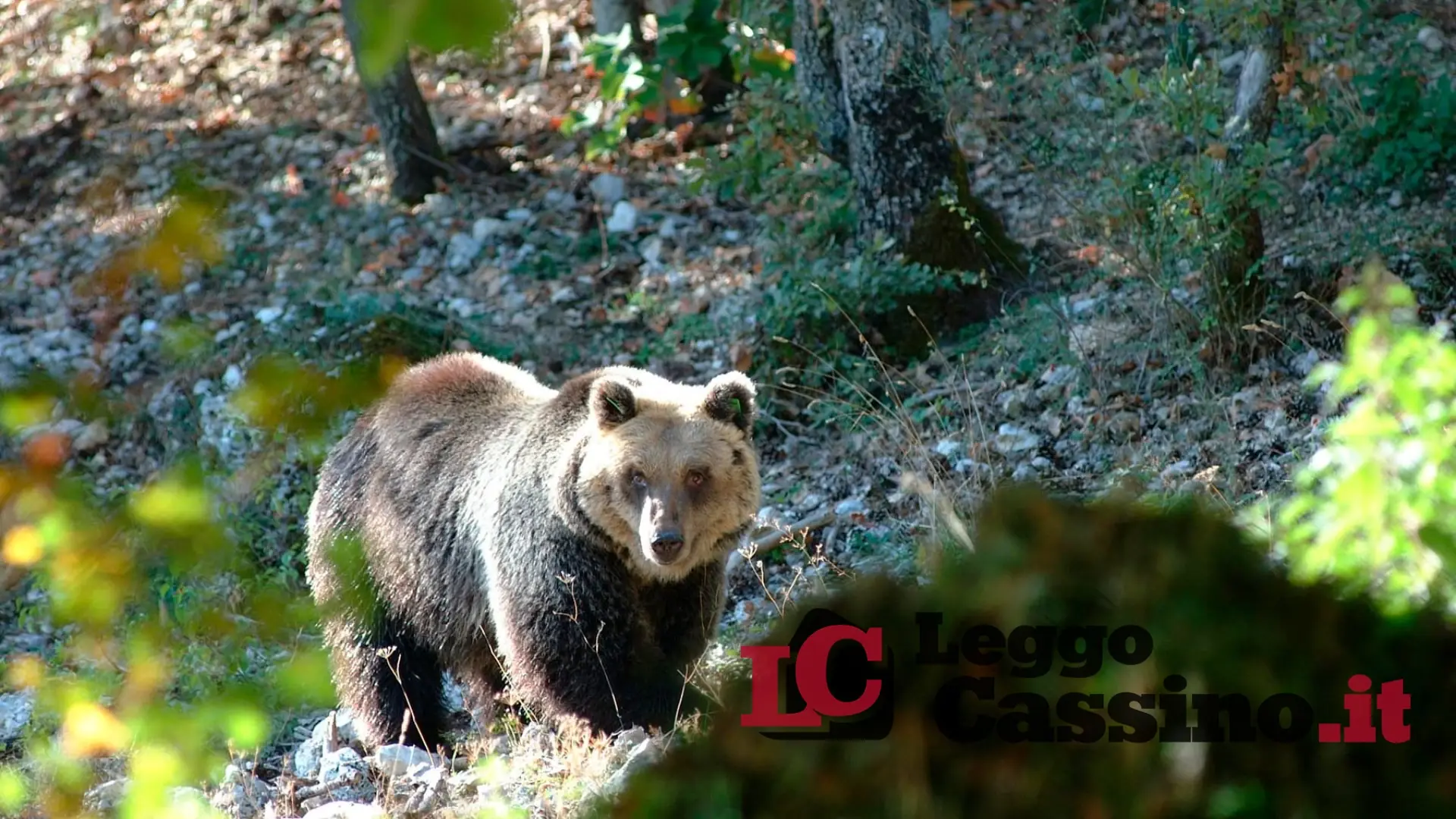 Presunta aggressione da orso: i dubbi del Parco