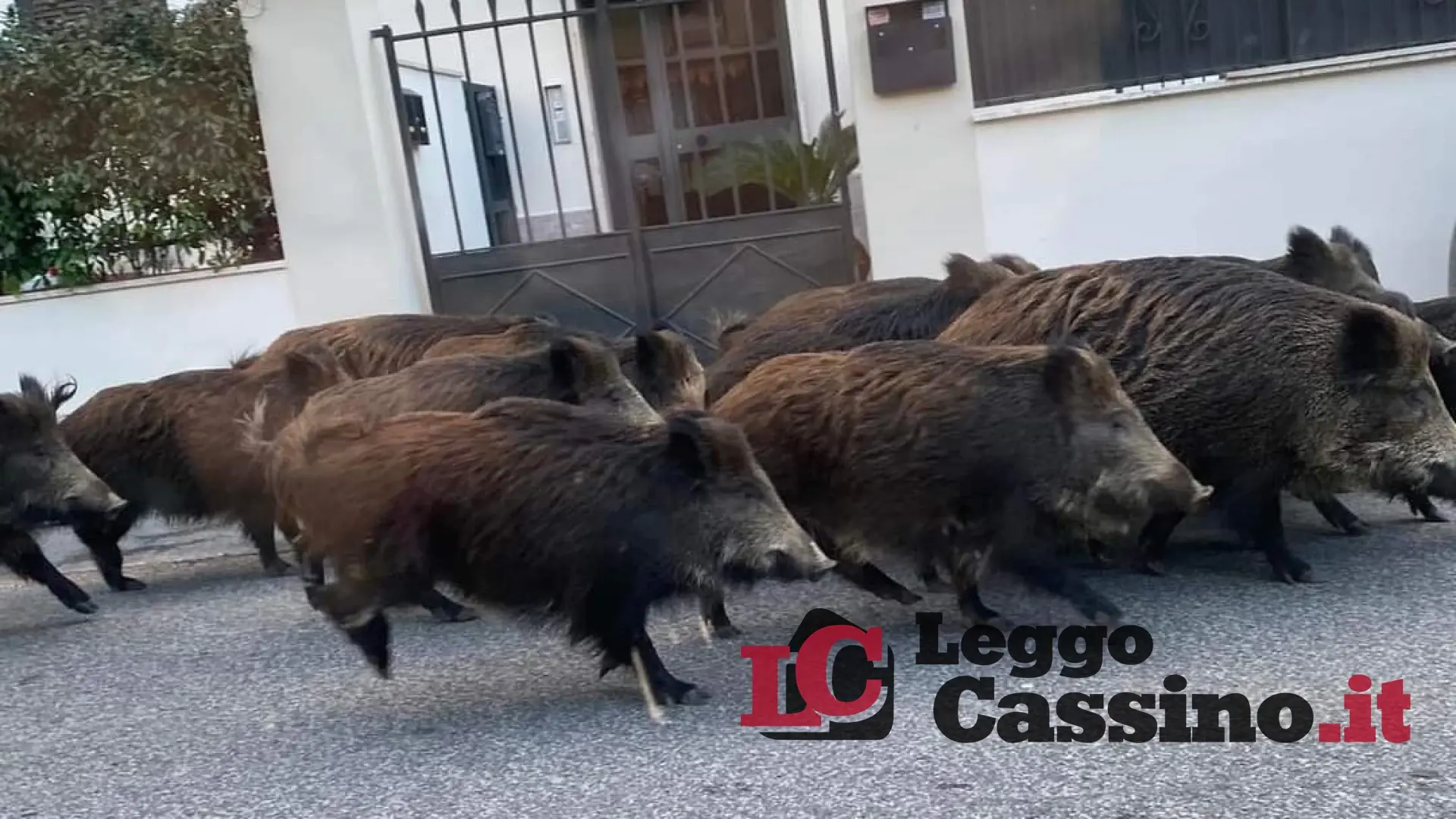 La Capitale dei cinghiali: a Roma gli ungulati vanno anche alle Poste