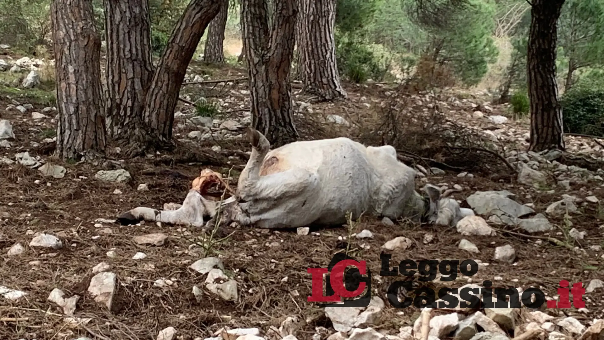 Mucche morte e abbandonate sul sentiero di San Benedetto