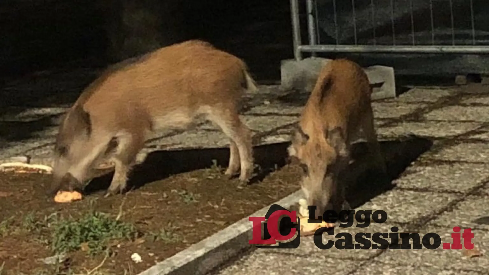 L'invito di Pontone ai cittadini: "Non fornite cibo ai cinghiali"