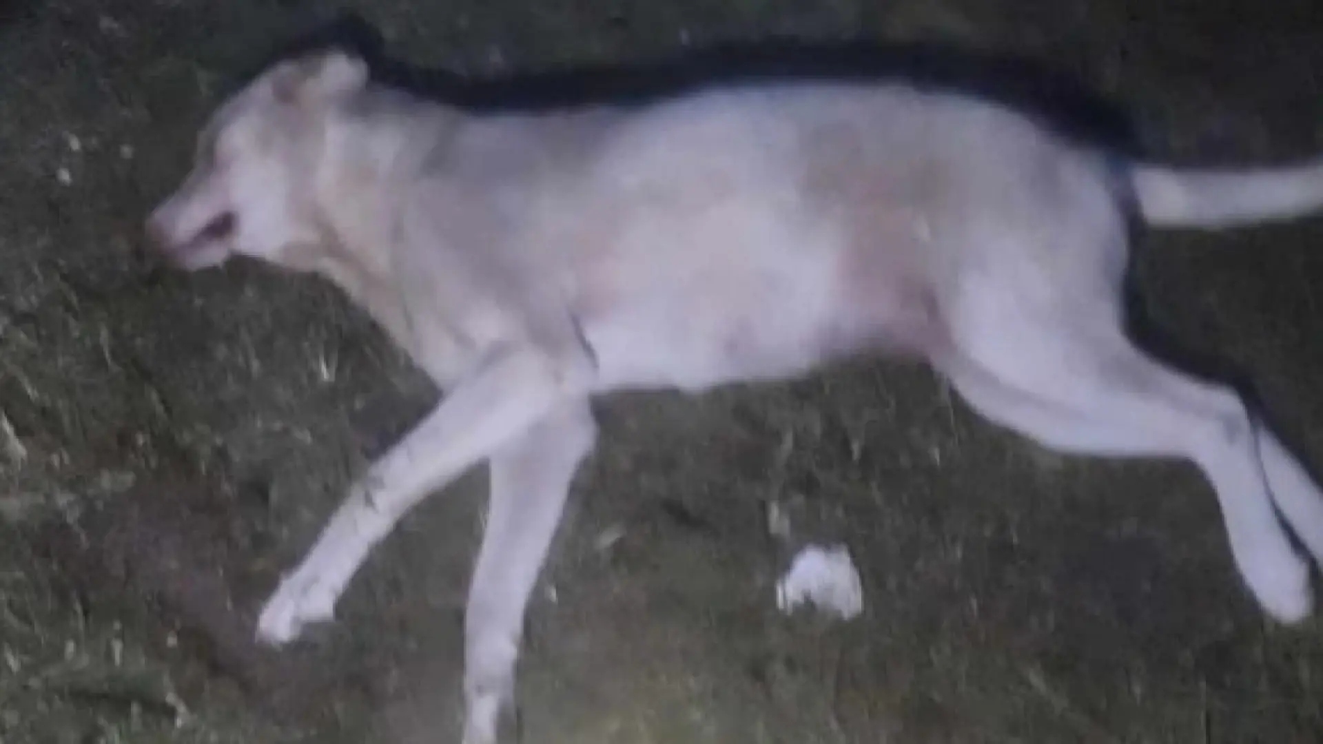 Cani randagi trovati morti: denunciato il sindaco