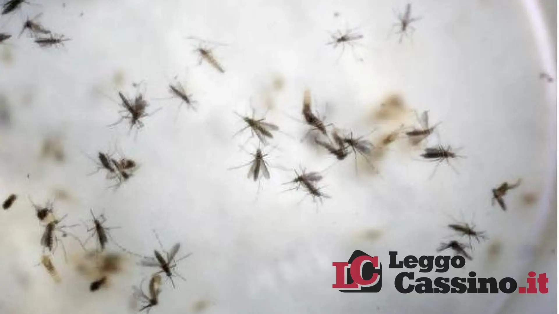 Allarme West Nile nel Lazio: 21 casi e una vittima