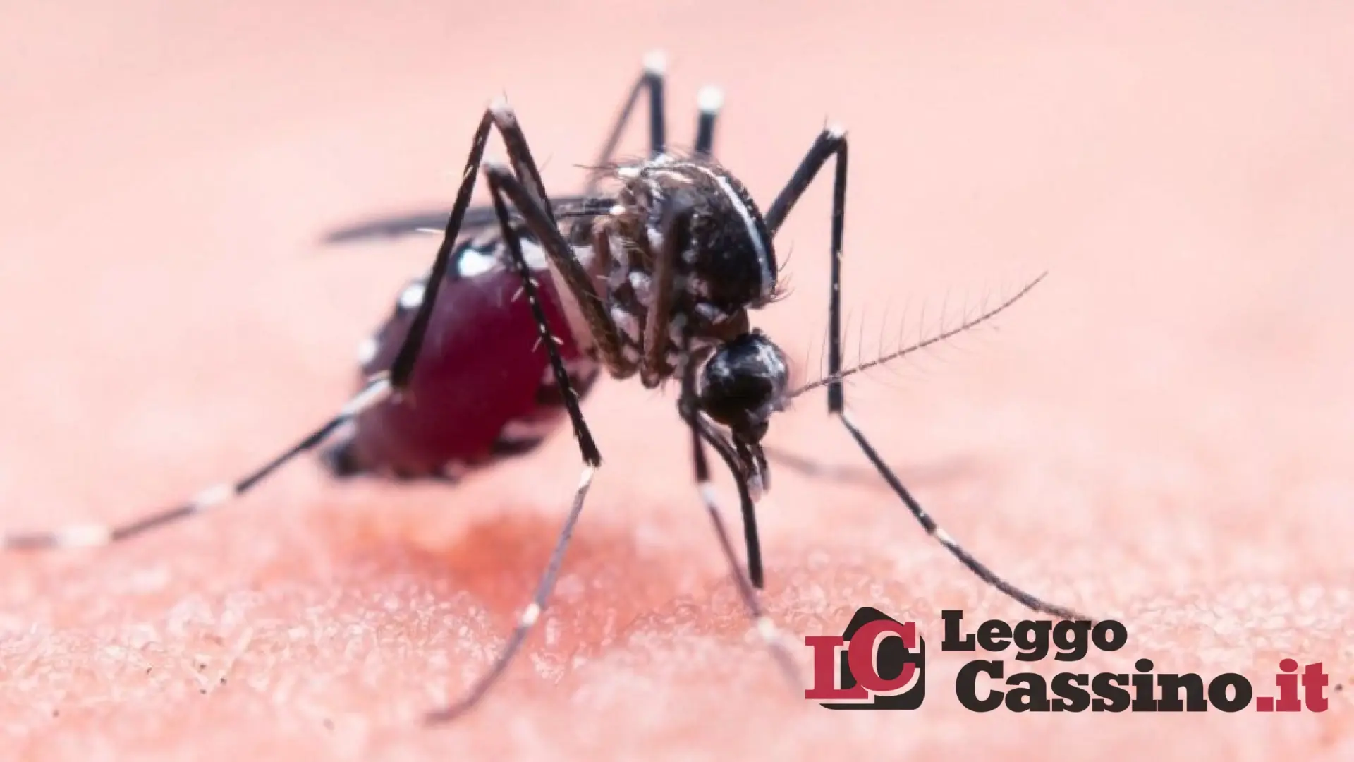 West Nile, un morto a Cassino e 182 casi in totale nel Lazio