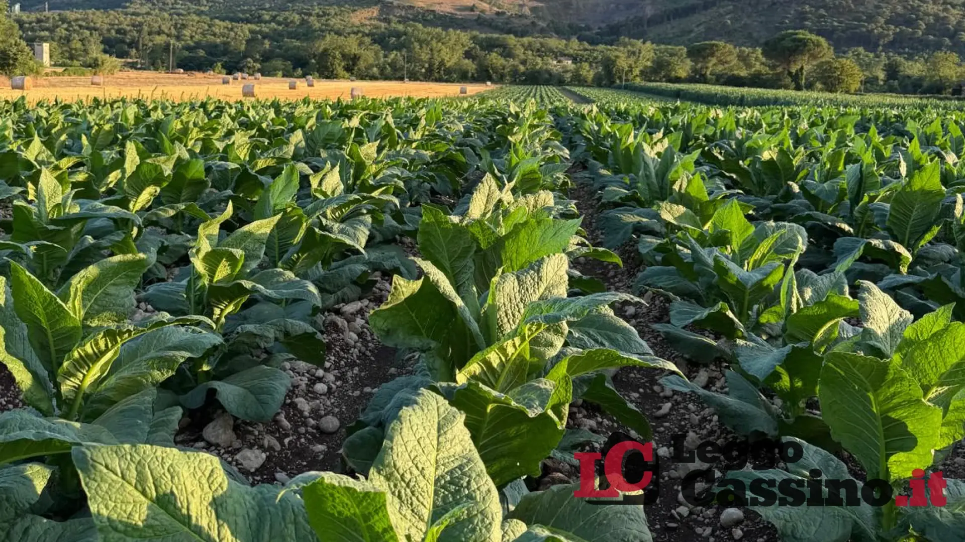 Pontecorvo, la tabacchicoltura torna a fiorire