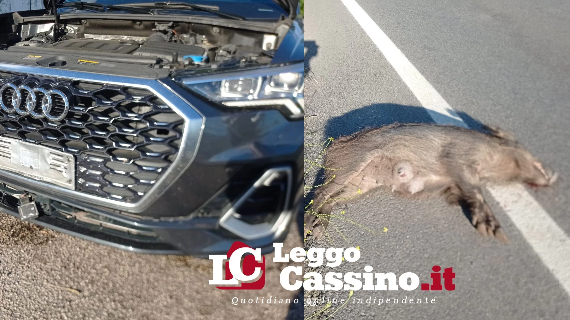 Cassino, doppio incidente sulla Casilina Nord: due cinghiali travolti e uccisi vicino al Forum
