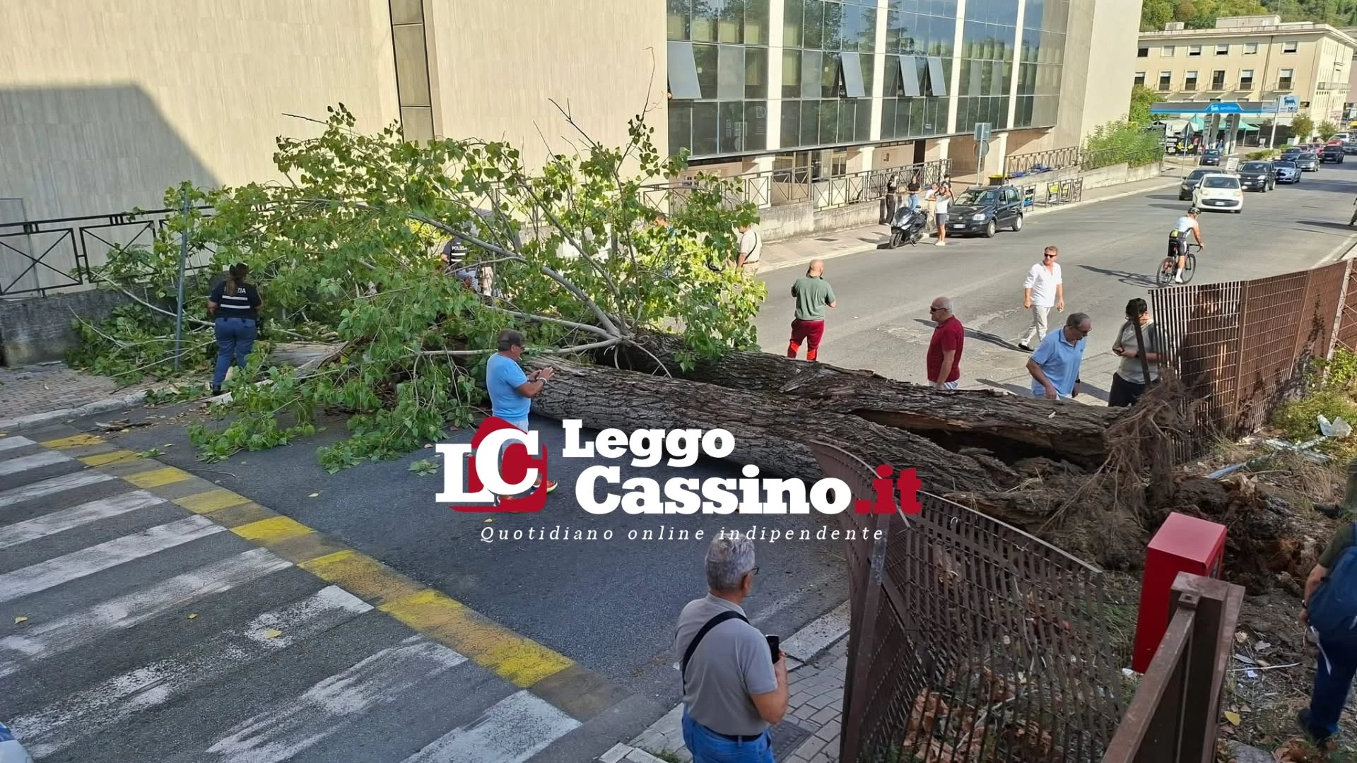 Albero crollato a Ingegneria, il rettore Dell’Isola: “Siamo scossi, priorità alla salute dei due studenti”