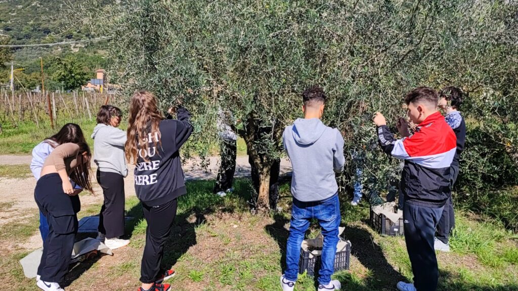 Gli studenti dell'Alberghiero di Cassino raccolgono le olive -  LeggoCassino.it